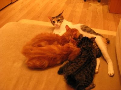 Лот: 5685357. Фото: 1. Двое котят курильского бобтейла... Кошки, котята