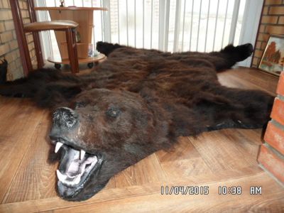 Лот: 5376665. Фото: 1. Шкура медведя ковровая выделка. Чучела животных, рога, шкуры