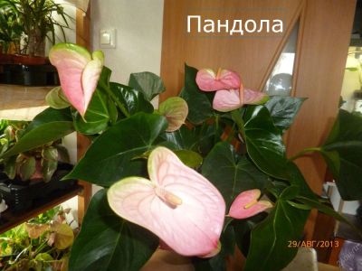 Лот: 4071500. Фото: 1. Антуриум Пандола. Горшечные растения и комнатные цветы