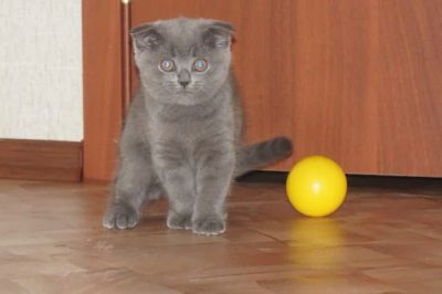 Лот: 5056763. Фото: 1. Шотландские вислоухие котята. Кошки, котята