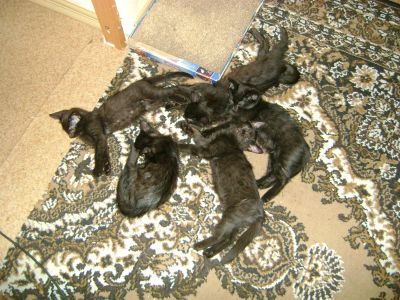 Лот: 3100789. Фото: 1. котята черные 6 мес. Кошки, котята