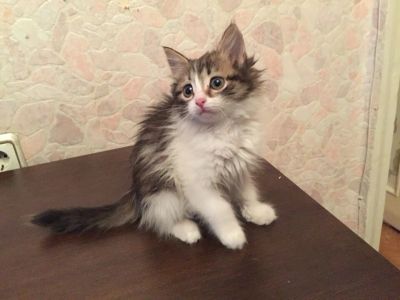 Лот: 6586453. Фото: 1. Котенок (девочка) ищет дом. Кошки, котята