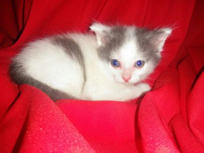 Лот: 5725223. Фото: 1. Котенок. Кошки, котята