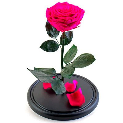 Лот: 15307398. Фото: 1. Роза в колбе. Цвет фуксия. Размер... Свежие цветы