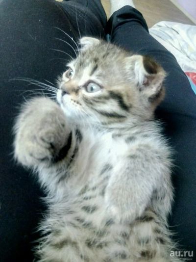 Лот: 13763784. Фото: 1. Шотландские котята. Кошки, котята