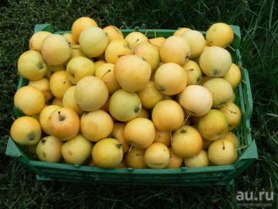 Лот: 8189109. Фото: 1. Ранетки. Овощи, фрукты, зелень