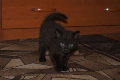 Лот: 3021742. Фото: 1. Котята 4-х месячные. Кошки, котята