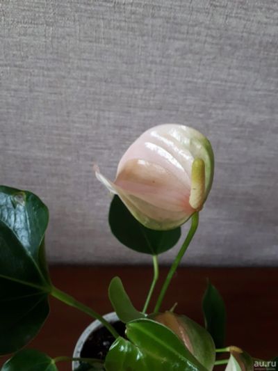 Лот: 14170425. Фото: 1. Антуриум Джоли персик 2. Горшечные растения и комнатные цветы