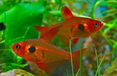 Лот: 5151461. Фото: 1. Минор или серпас (Hyphessobrycon... Рыбки