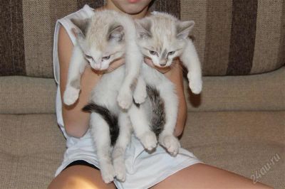 Лот: 2155010. Фото: 1. Великолепные сКотики!. Кошки, котята