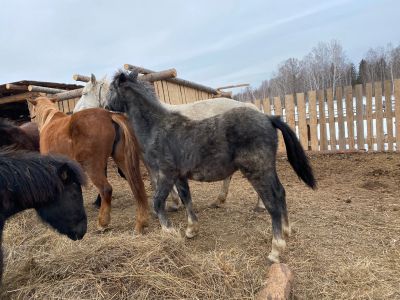 Лот: 15761846. Фото: 1. Лошадь. Другое (растения и животные)