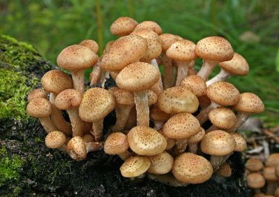 Лот: 10273463. Фото: 1. Опята (не крупнее 3 см). Грибы