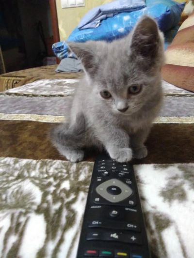 Лот: 10781798. Фото: 1. Британец кошечка Новогодняя акция... Кошки, котята