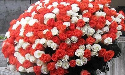 Лот: 6432870. Фото: 1. Букет из 51 ой розы. Лот 278. Свежие цветы