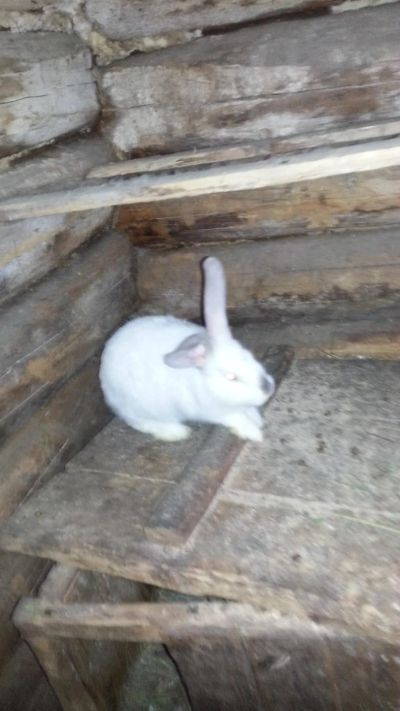 Лот: 5892527. Фото: 1. Кролики 3,5 месяца помесные. Остальные животные