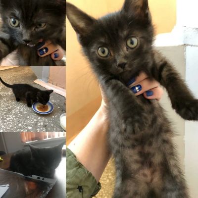 Лот: 14787365. Фото: 1. Ласковый котенок малыш ищет любящий... Кошки, котята