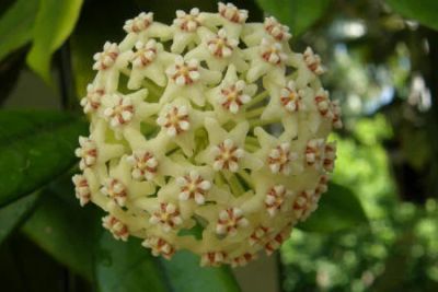 Лот: 4069324. Фото: 1. Хойя глобулоза (Hoya globulosa... Горшечные растения и комнатные цветы