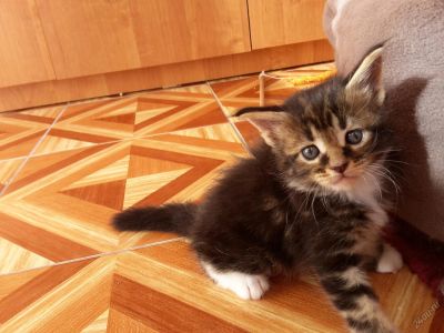 Лот: 5886594. Фото: 1. Котенок Мейн-Кун кошка с белыми... Кошки, котята