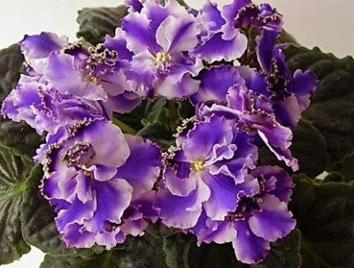 Лот: 3657291. Фото: 1. Сортовая фиалка "ЛЕ-Есения". Горшечные растения и комнатные цветы
