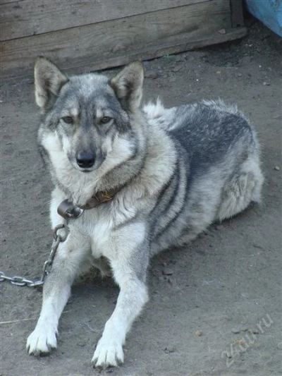 Лот: 2601646. Фото: 1. Щенки лайки. Собаки, щенки