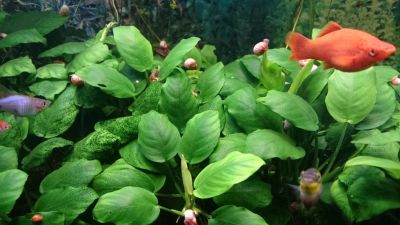 Лот: 6250052. Фото: 1. Анубиас - аквариумное растение. Водные растения
