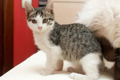 Лот: 4776622. Фото: 1. Кошечка ищет хозяев. Кошки, котята
