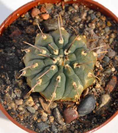 Лот: 9517249. Фото: 1. Кактус Gymnocalycium vatterii... Горшечные растения и комнатные цветы