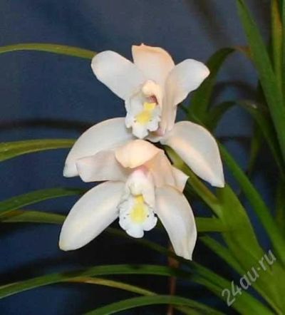 Лот: 2658262. Фото: 1. орхидея-цимбидиум1. Горшечные растения и комнатные цветы