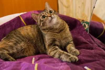 Лот: 7193786. Фото: 1. Грустная история кошечки. Ищем... Кошки, котята