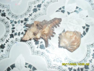 Лот: 24674243. Фото: 1. ракушки. Грунты, украшения, наполнения