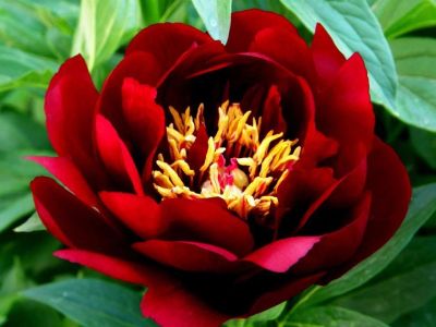 Лот: 12043451. Фото: 1. Пион Buckeye Belle. Садовые цветы