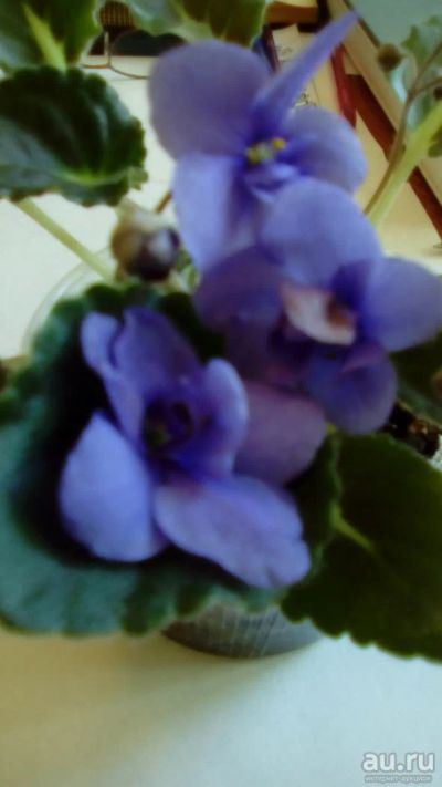 Лот: 7687672. Фото: 1. лист c корнями фиалки голубой... Горшечные растения и комнатные цветы