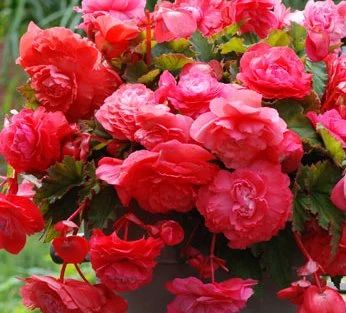 Лот: 6655717. Фото: 1. Бегония Apadana Pink. Другое (семена, рассада, садовые растения)
