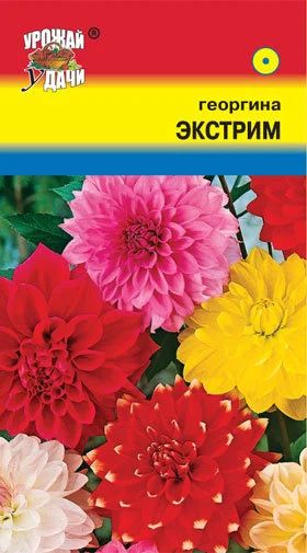 Лот: 12848314. Фото: 1. Семена георгины однолетней махровой... Садовые цветы