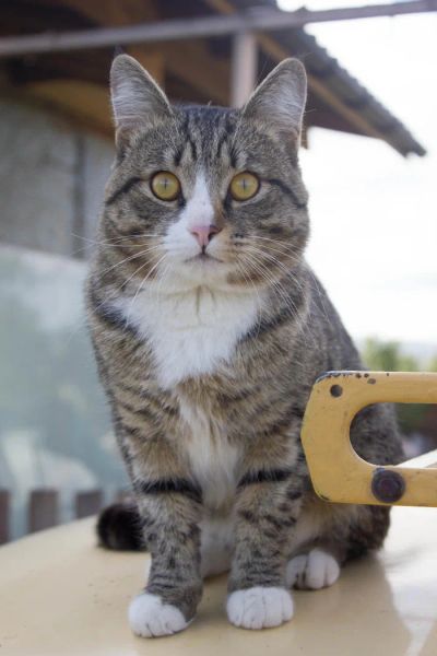 Лот: 6268246. Фото: 1. Огромный котяра ищет дом. Кошки, котята