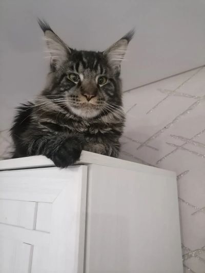 Лот: 19822602. Фото: 1. Котенок. Кошки, котята