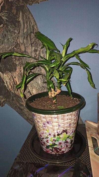 Лот: 18239347. Фото: 1. Пальма двухрожковая. Горшечные растения и комнатные цветы