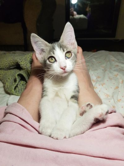 Лот: 12828771. Фото: 1. Маленькая Софийка ищет семью!. Кошки, котята