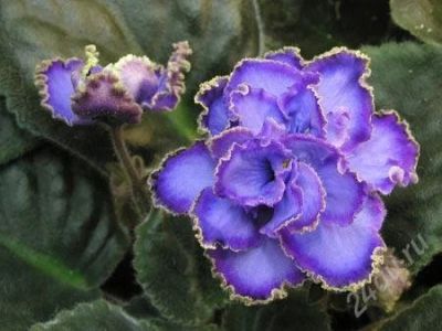 Лот: 1002606. Фото: 1. Фиалка Blue Dragon стартер. Горшечные растения и комнатные цветы