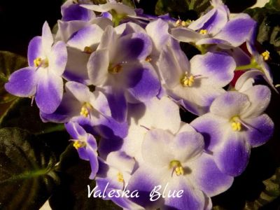 Лот: 5209243. Фото: 1. Фиалка сортовая Valeska Blue лист. Горшечные растения и комнатные цветы