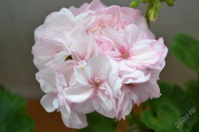 Лот: 2662512. Фото: 1. Сортовая зональная пеларгония... Горшечные растения и комнатные цветы