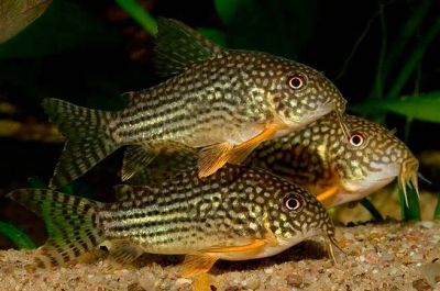 Лот: 6900291. Фото: 1. Коридорас Штерба (Corydoras sterbai... Рыбки