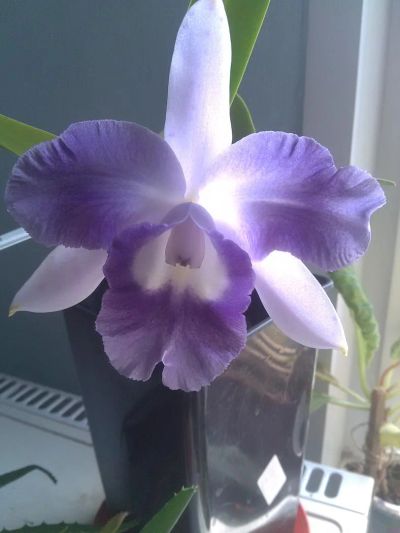 Лот: 7347108. Фото: 1. орхидея каттлея-лаелия Lc. Cariad... Горшечные растения и комнатные цветы