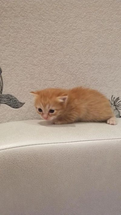 Лот: 7995687. Фото: 1. Рыжий котенок,дата выпуска 28... Кошки, котята