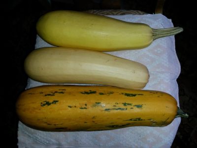 Лот: 14718093. Фото: 1. Кабачки. Овощи, фрукты, зелень