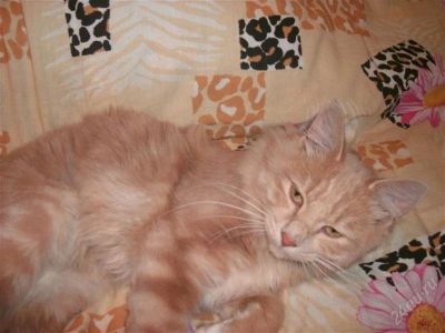 Лот: 2011593. Фото: 1. курильский бобтейл кот 1 год 2... Кошки, котята