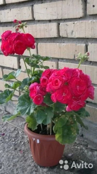 Лот: 14333979. Фото: 1. Пеларгония PAC Viva Rosita (черенок... Горшечные растения и комнатные цветы