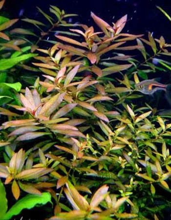 Лот: 6502014. Фото: 1. Людвигия (большой хороший куст... Водные растения