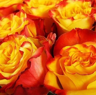Лот: 11537740. Фото: 1. Розы / Эквадор/ Огненные, как... Свежие цветы