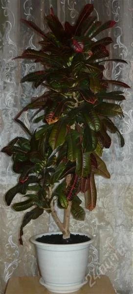 Лот: 1246852. Фото: 1. кротон. Горшечные растения и комнатные цветы
